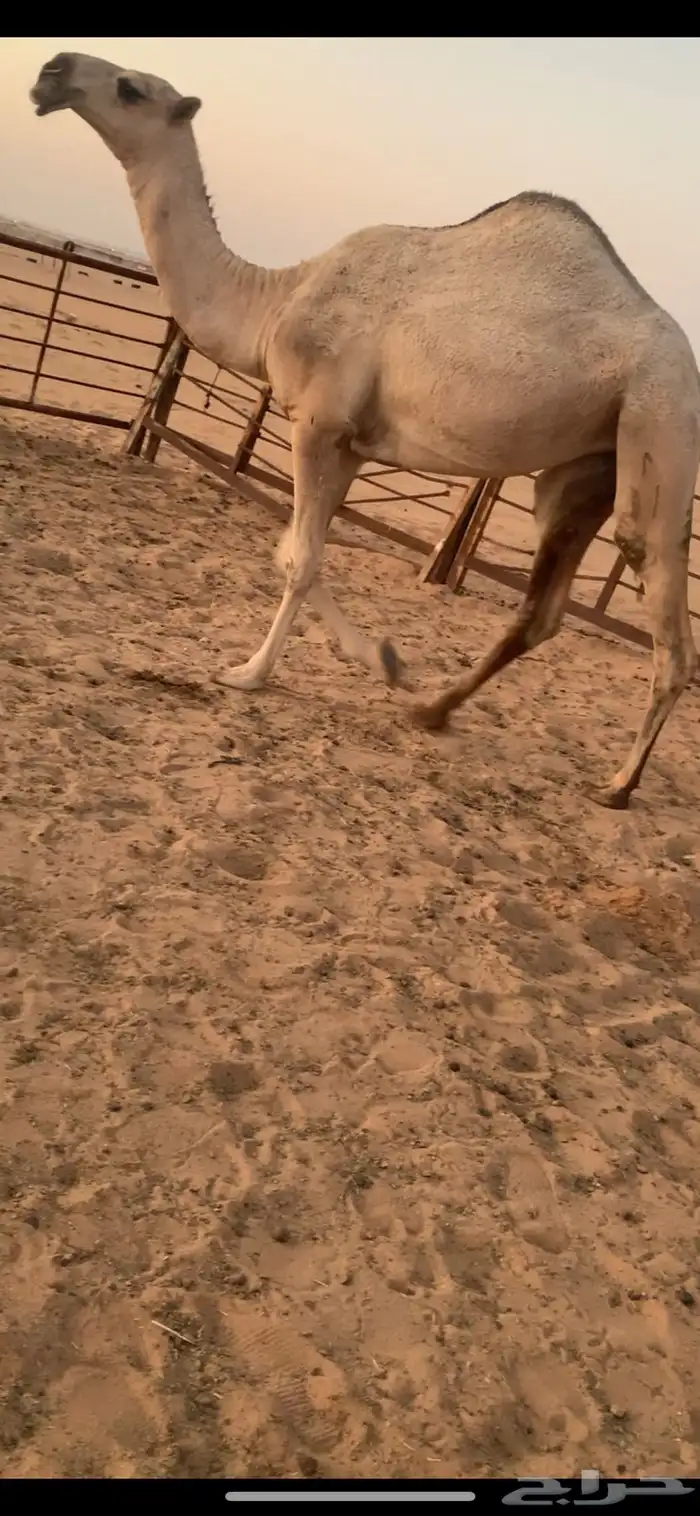 بكره شقحا لقيه باتليه 4