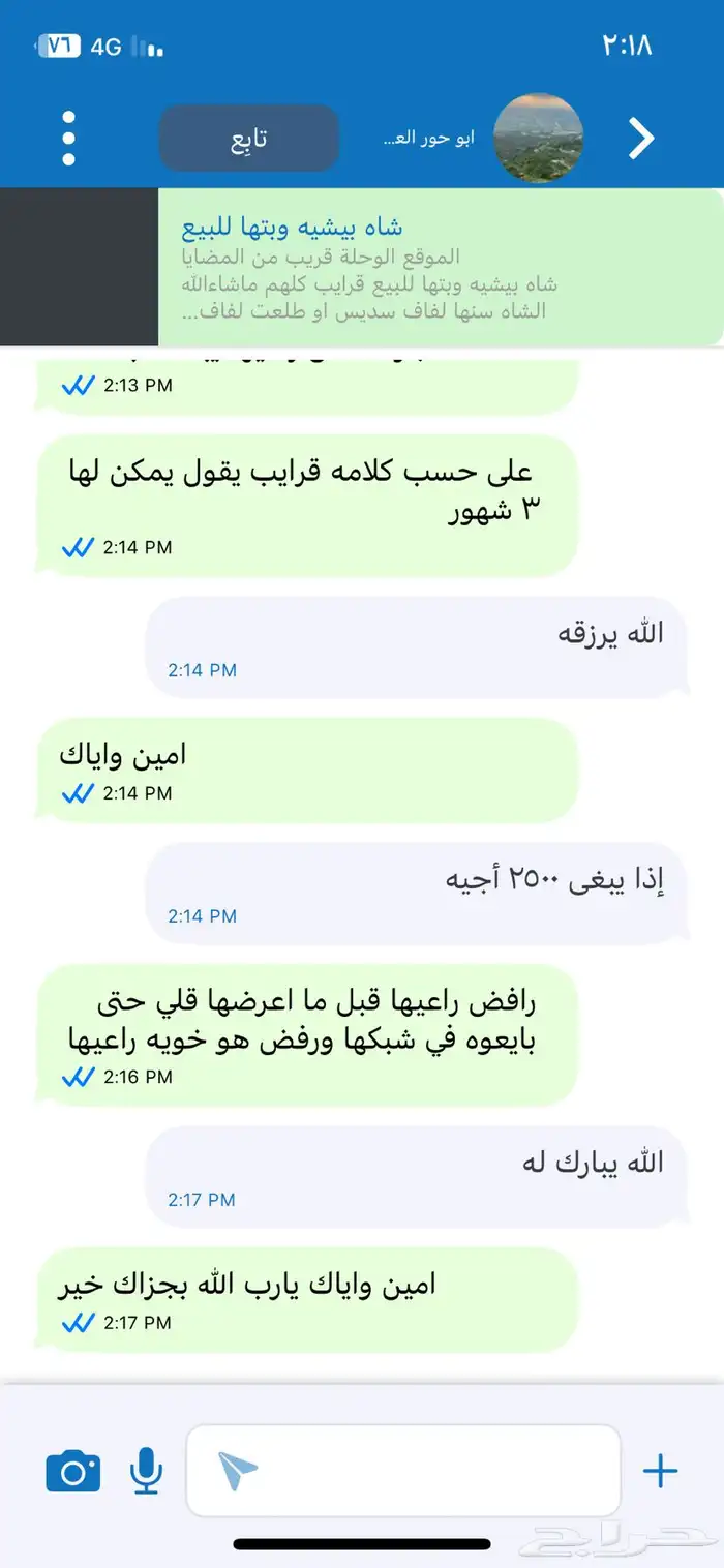 شاه بيشيه وبتها للبيع 13