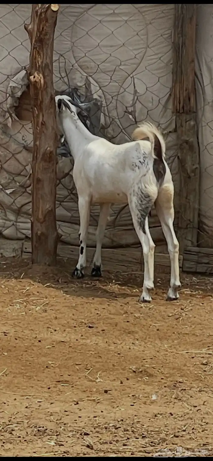 شاه بيشيه وبتها للبيع 4