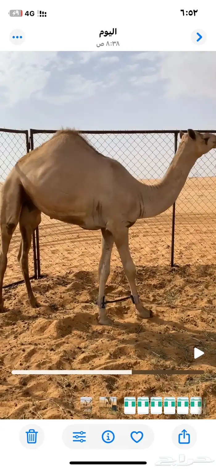 قعود للبيع 1
