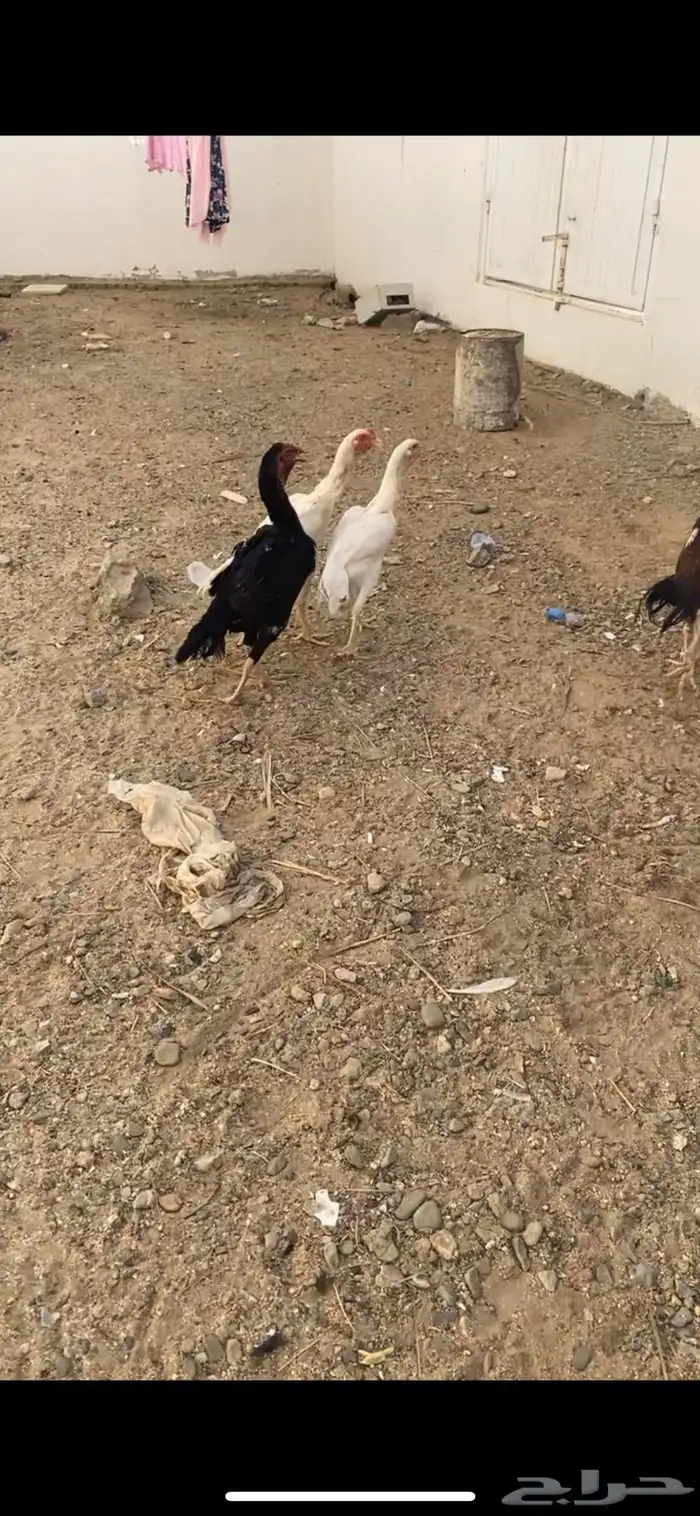 دجاج شامو للبيع 0