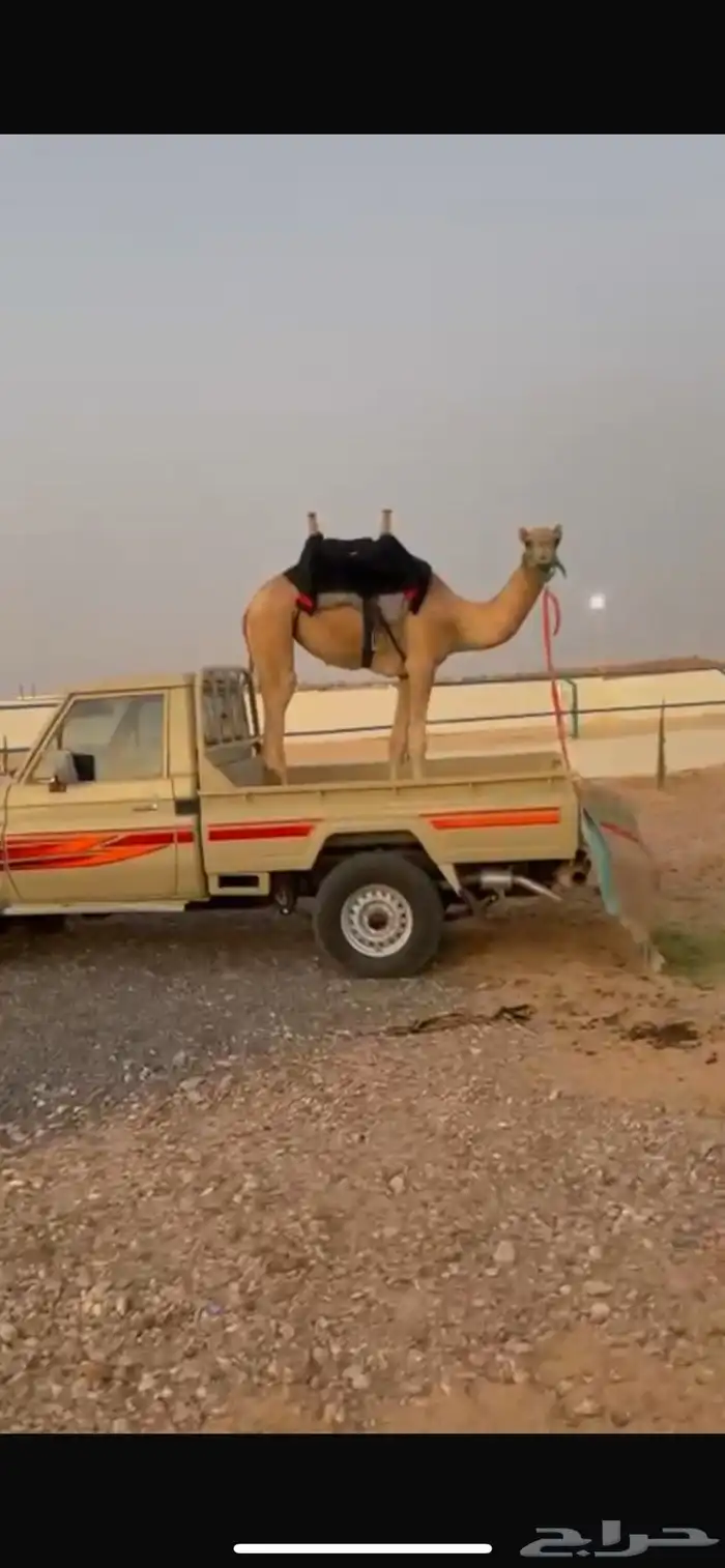 ركبي للبيع معسوف طبعه كفو 0