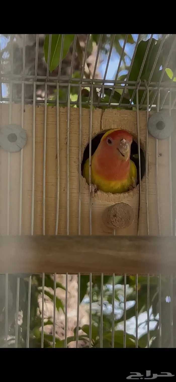 روز طيور زينة 1