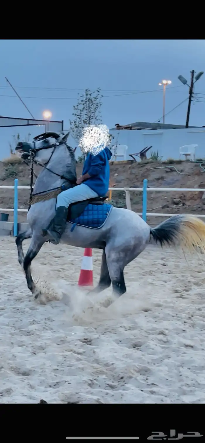 حصان شعبي 3