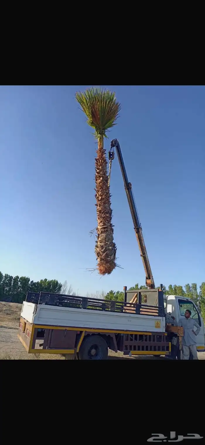نخيل واشنطن وأشجار 1