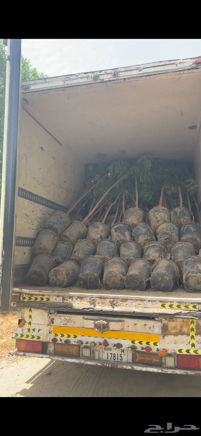 توريد جميع شتلات الظل والزينة نيم لبخ اكاسيا بونسيانا 3