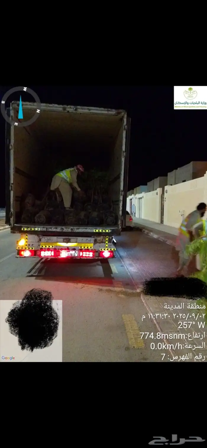 توريد جميع شتلات الظل والزينة نيم لبخ اكاسيا بونسيانا 4