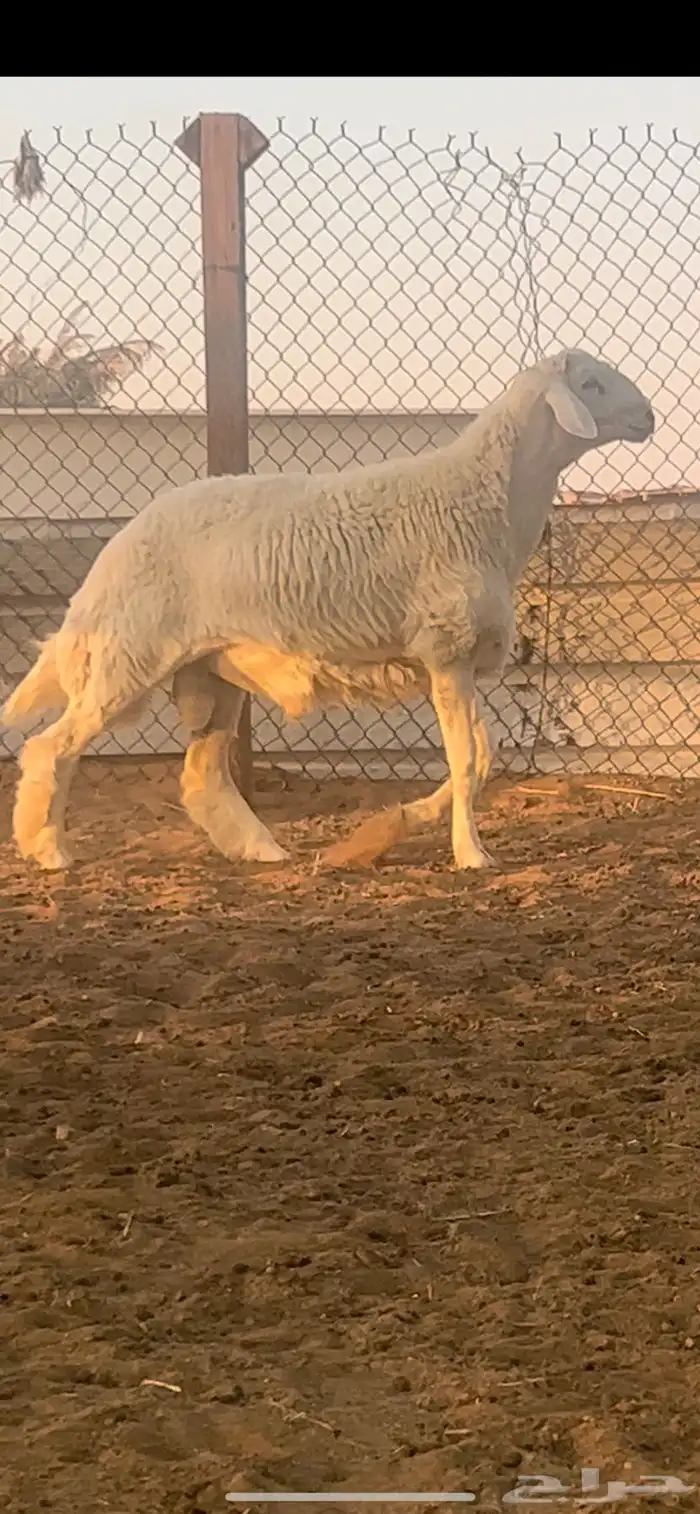 فحل حري صنف فاخر 3