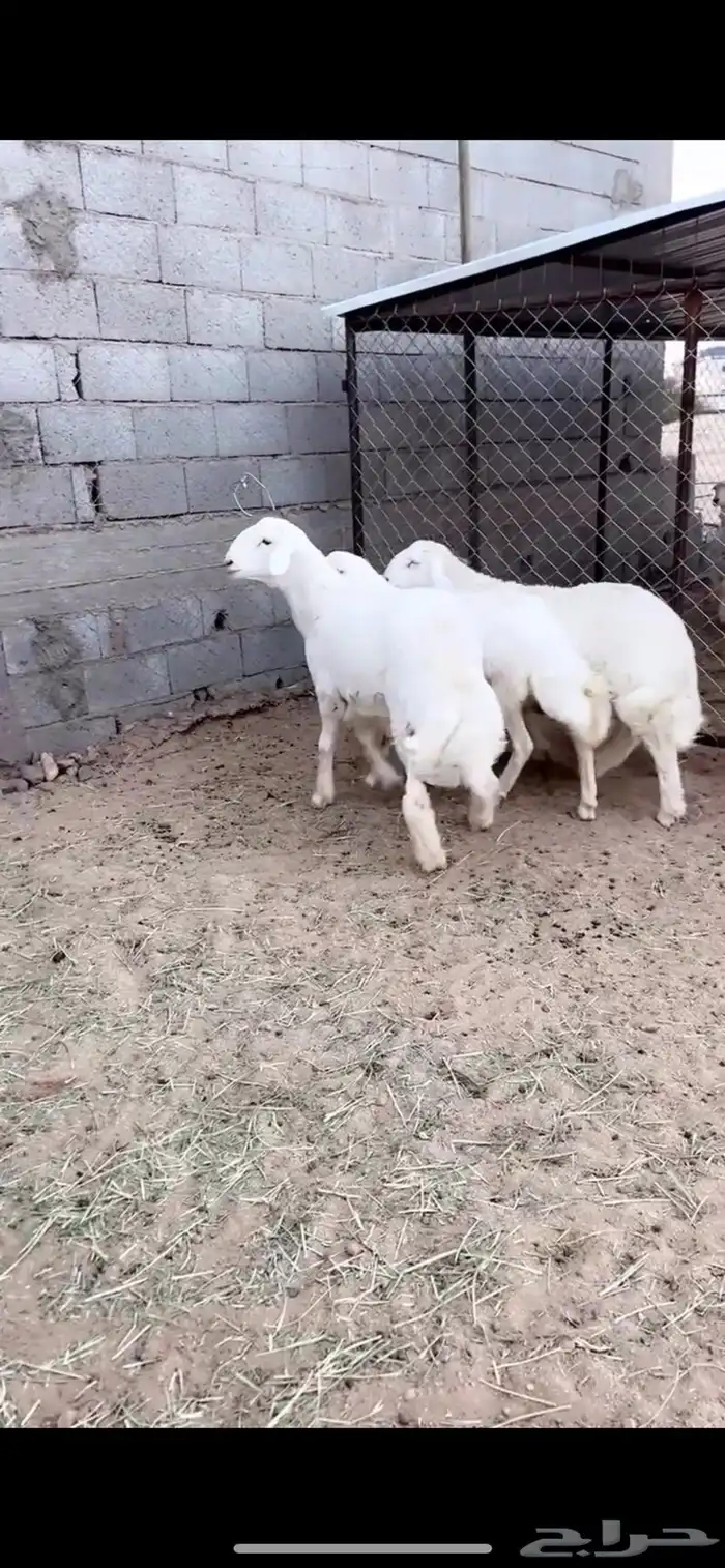 5 خروف جبر 2