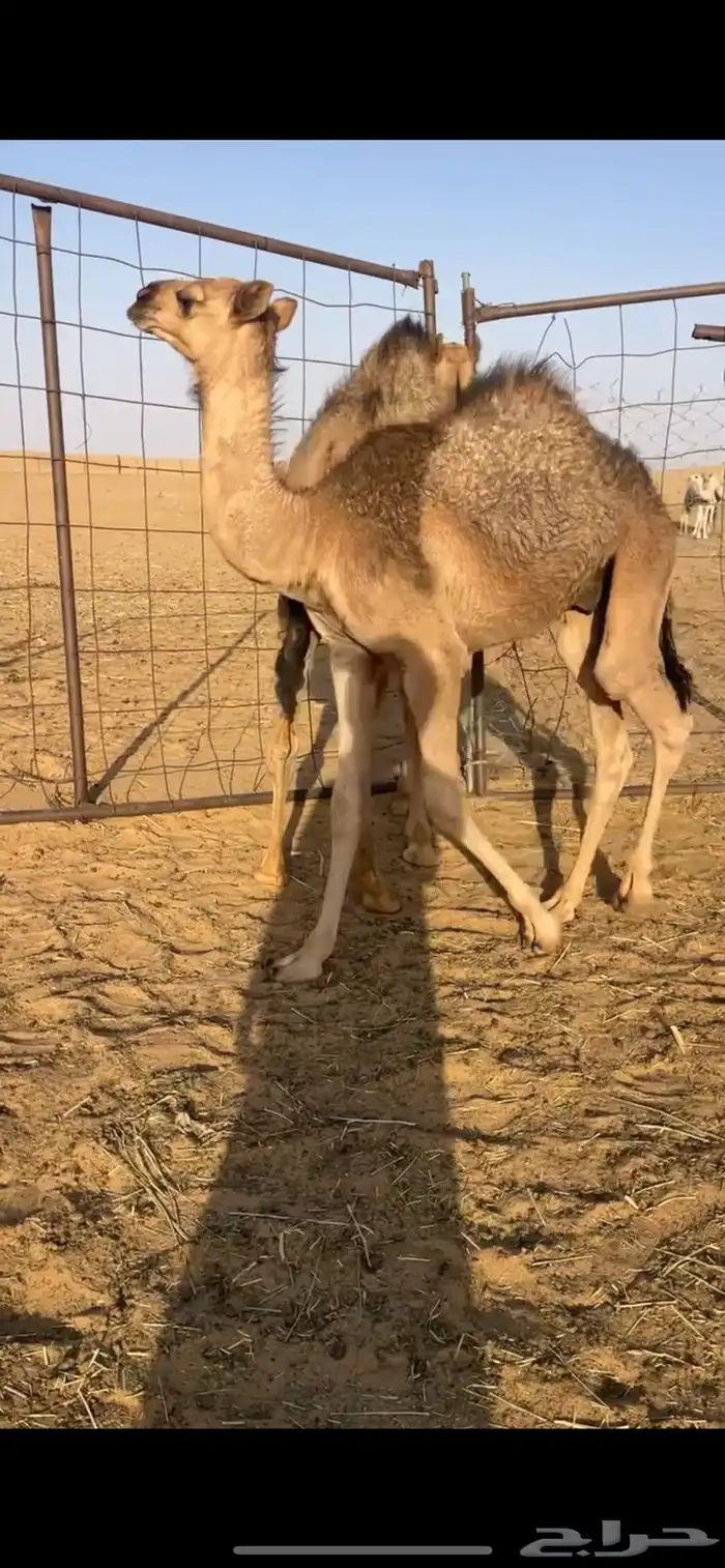 قعود وبكره 3