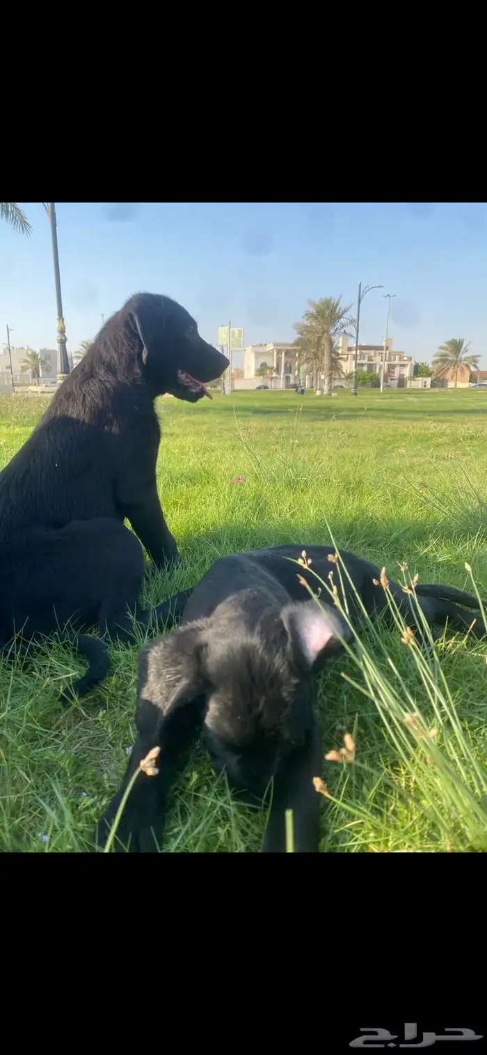 جرو مالينو اسود black malino 1
