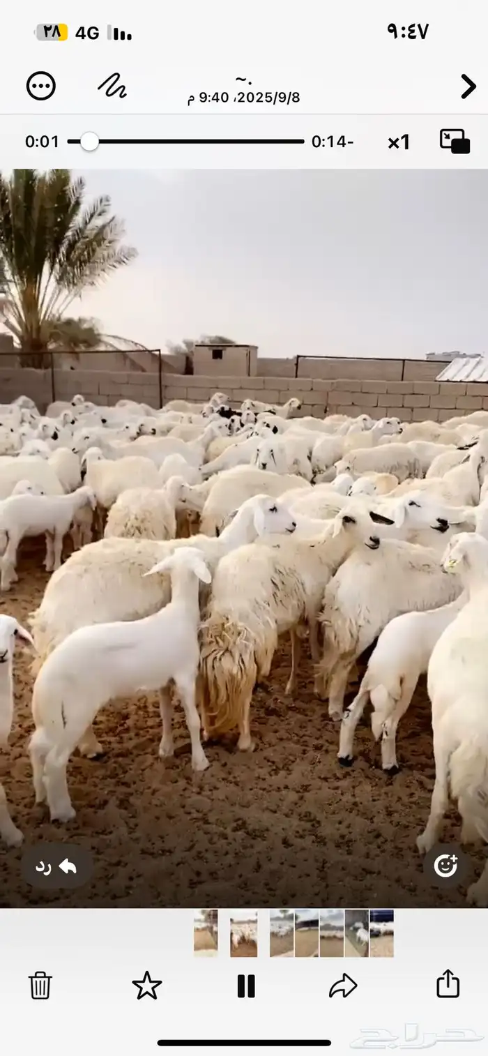 للبيع ضان حرش مراح واحد العدد197 فيهن 134 تحتها 134 فيهن 60 2
