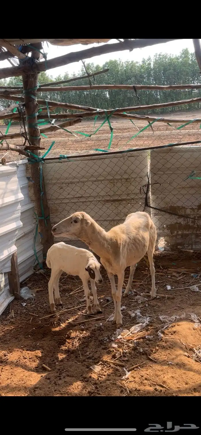 نعجة منتوج 0