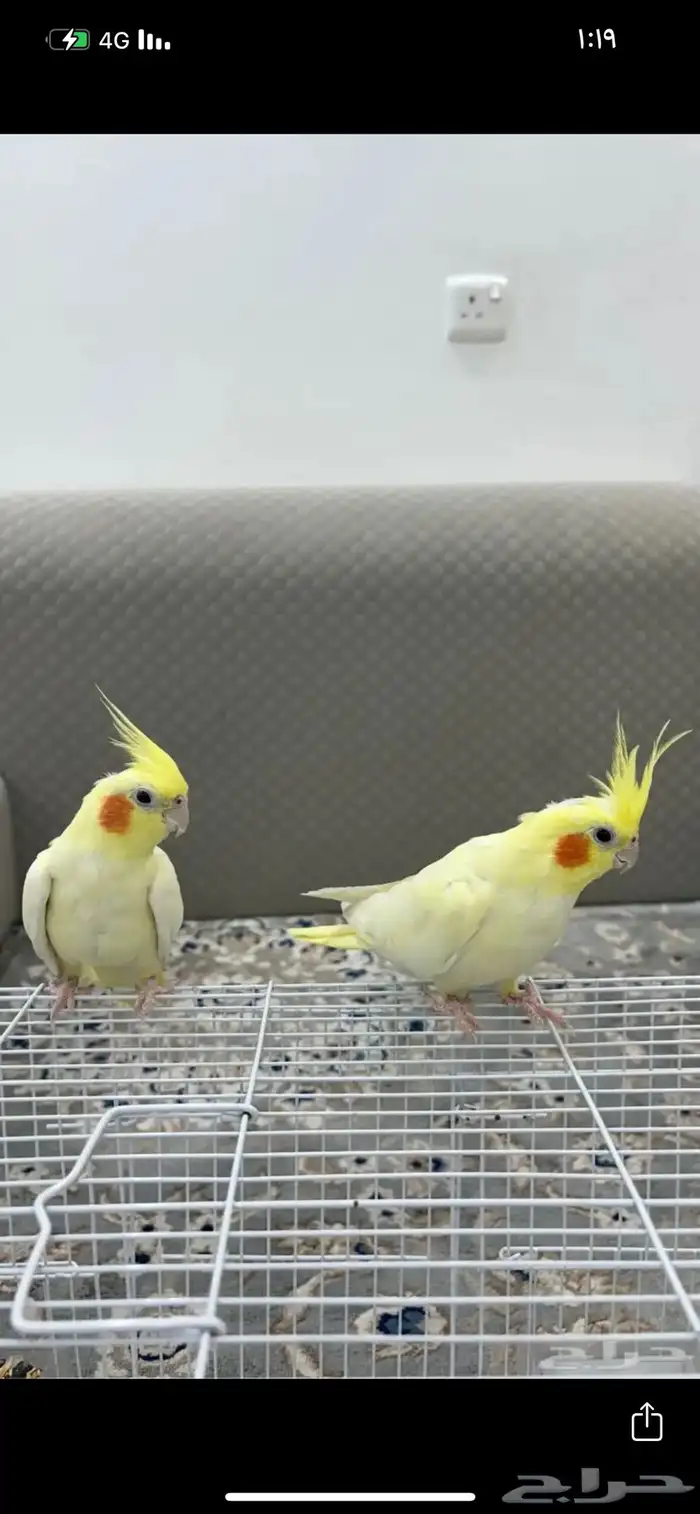 جوز كروان منتج وشرط 0