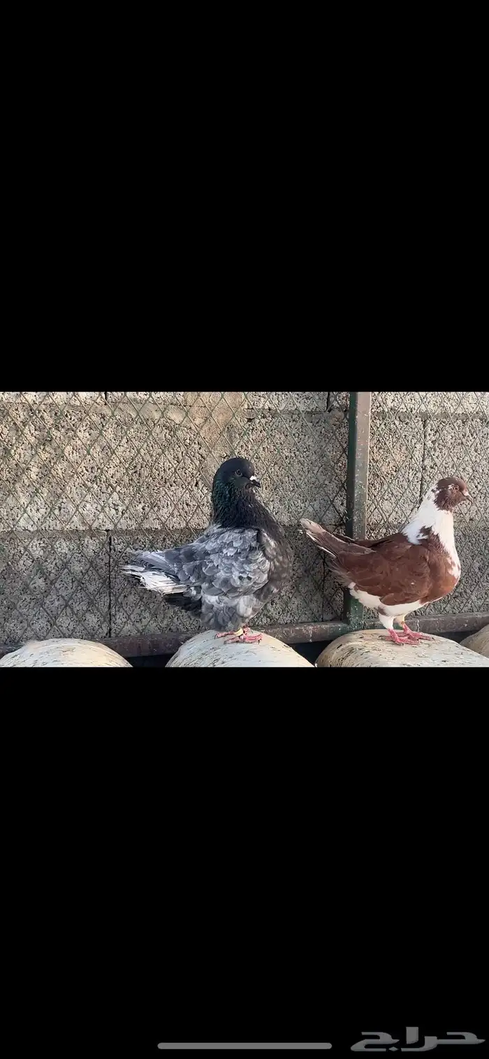 للبيع جوز كنق بنتاجه 1