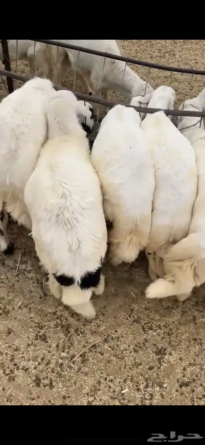 خرفان كفوا ونضيفه 3