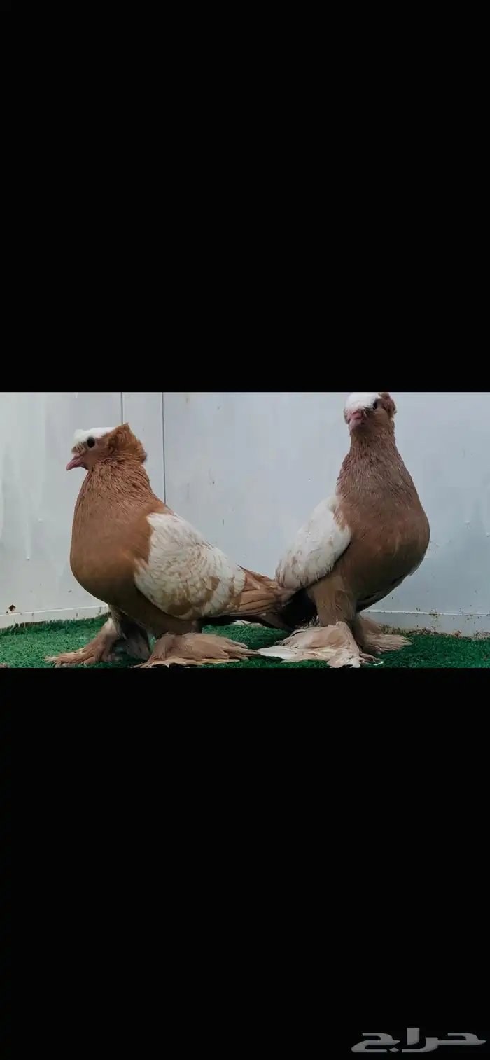 ساكسون اصفر top 1