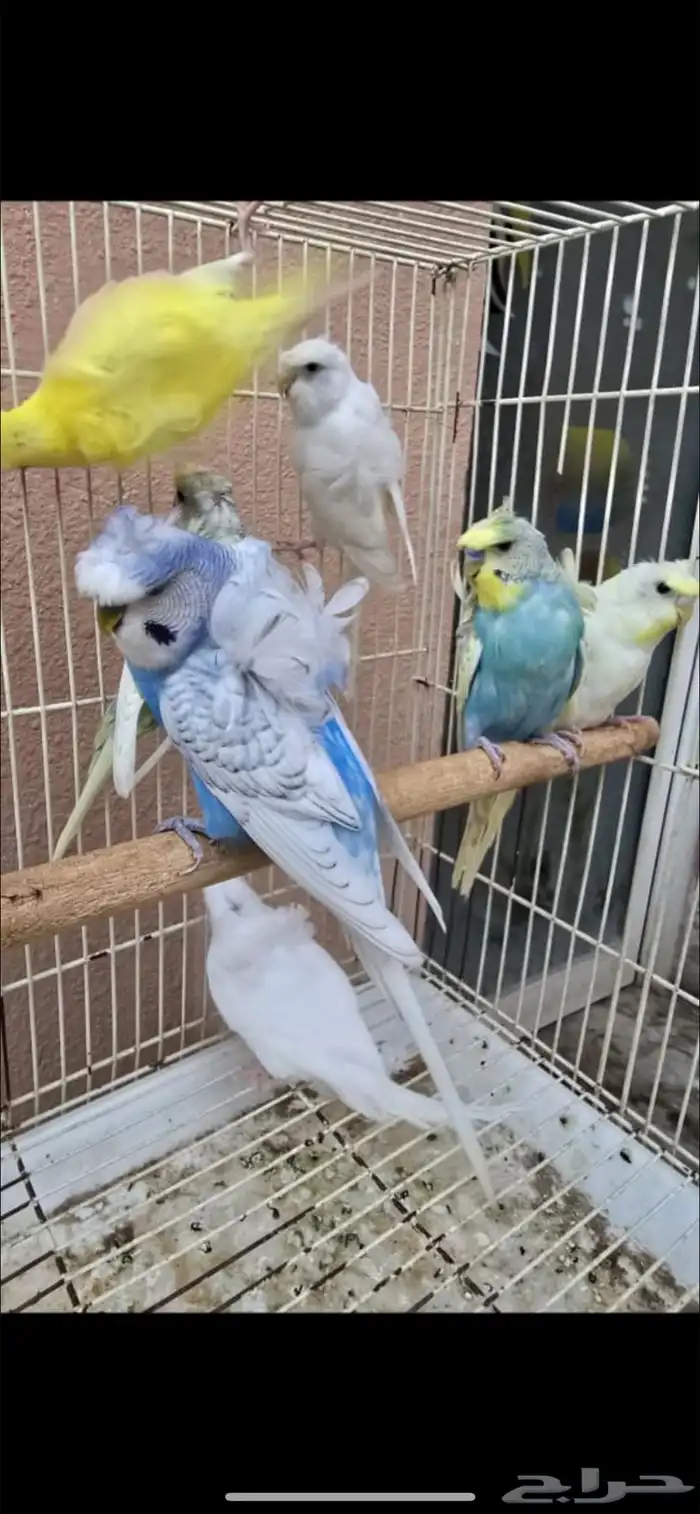 هوقو للبيع 5