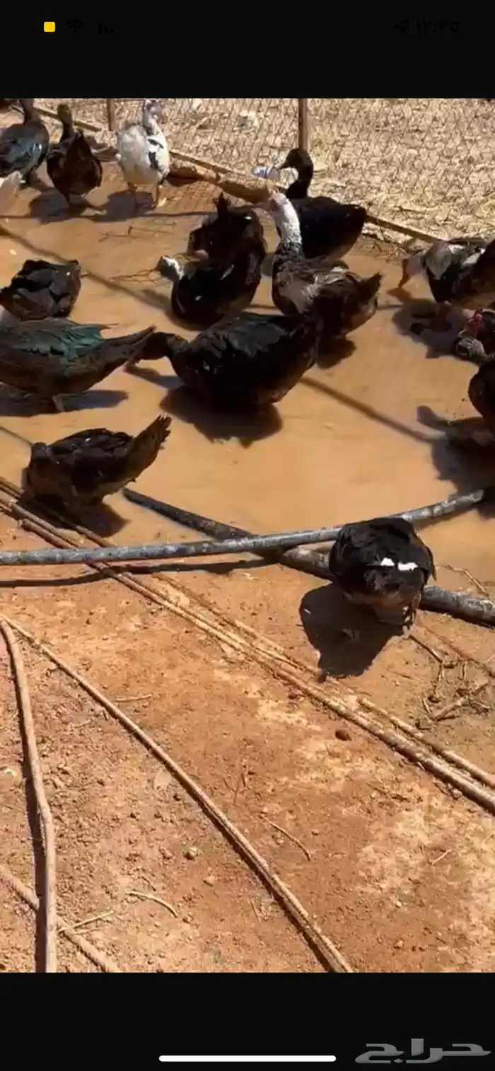 للبيع بط مصري   ذكور وناثي لا يجي غير اصامل 2