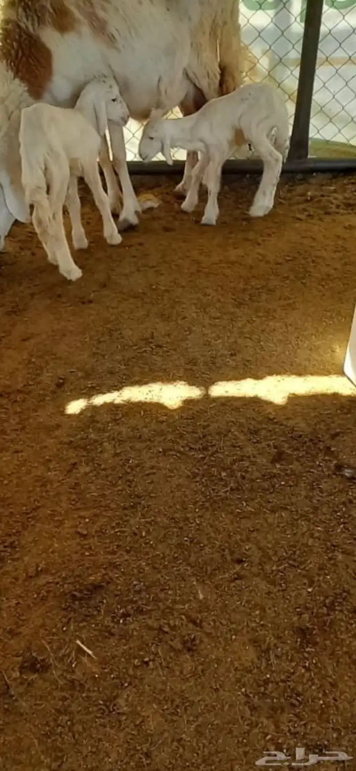 مشروع فحل ثني مشروط الطلي حار وبهمه كفو 5