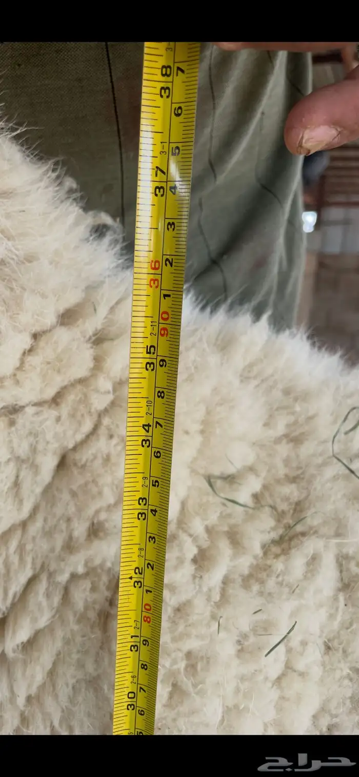 خروف حري صنف الصنف مشروع فحل 11