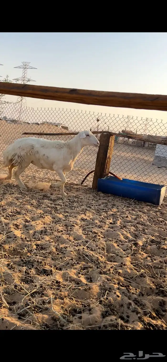 شاه حرية ثنيه توها طالعه رباعياتها 2