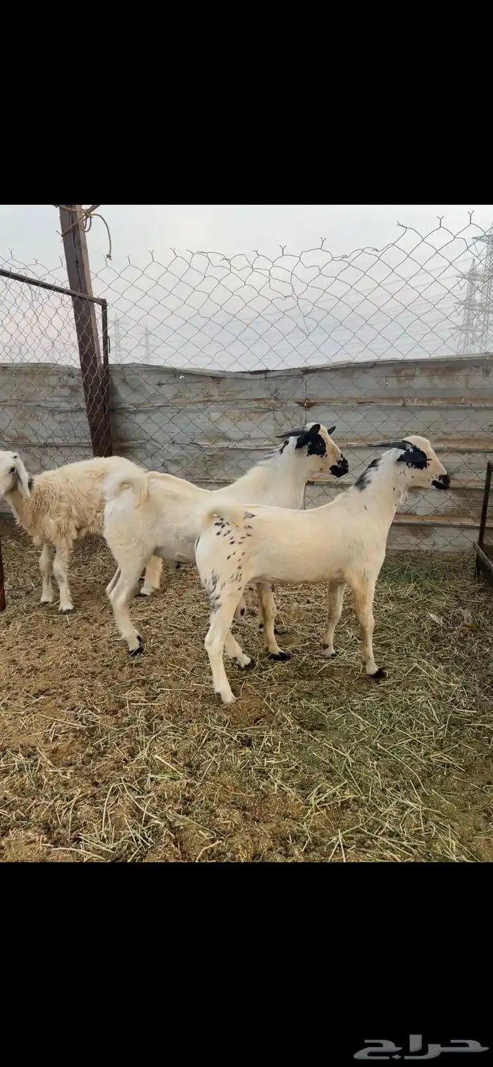 تيوس بلدي بيشية 2