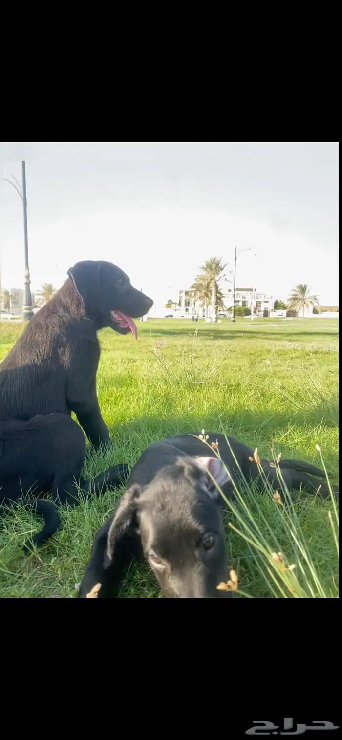 جرو مالينو اسود black malino 0