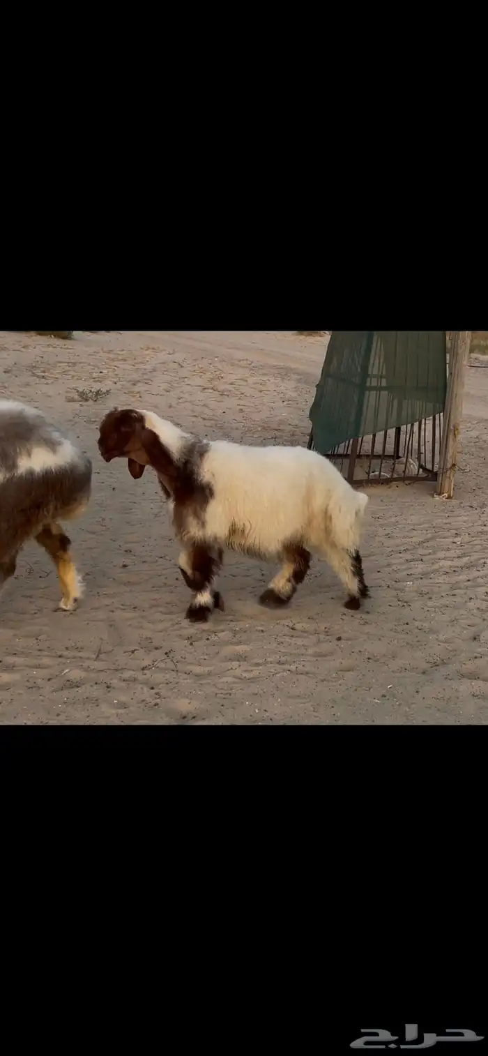 مشروع فحل نعيم صنف فاخر 0