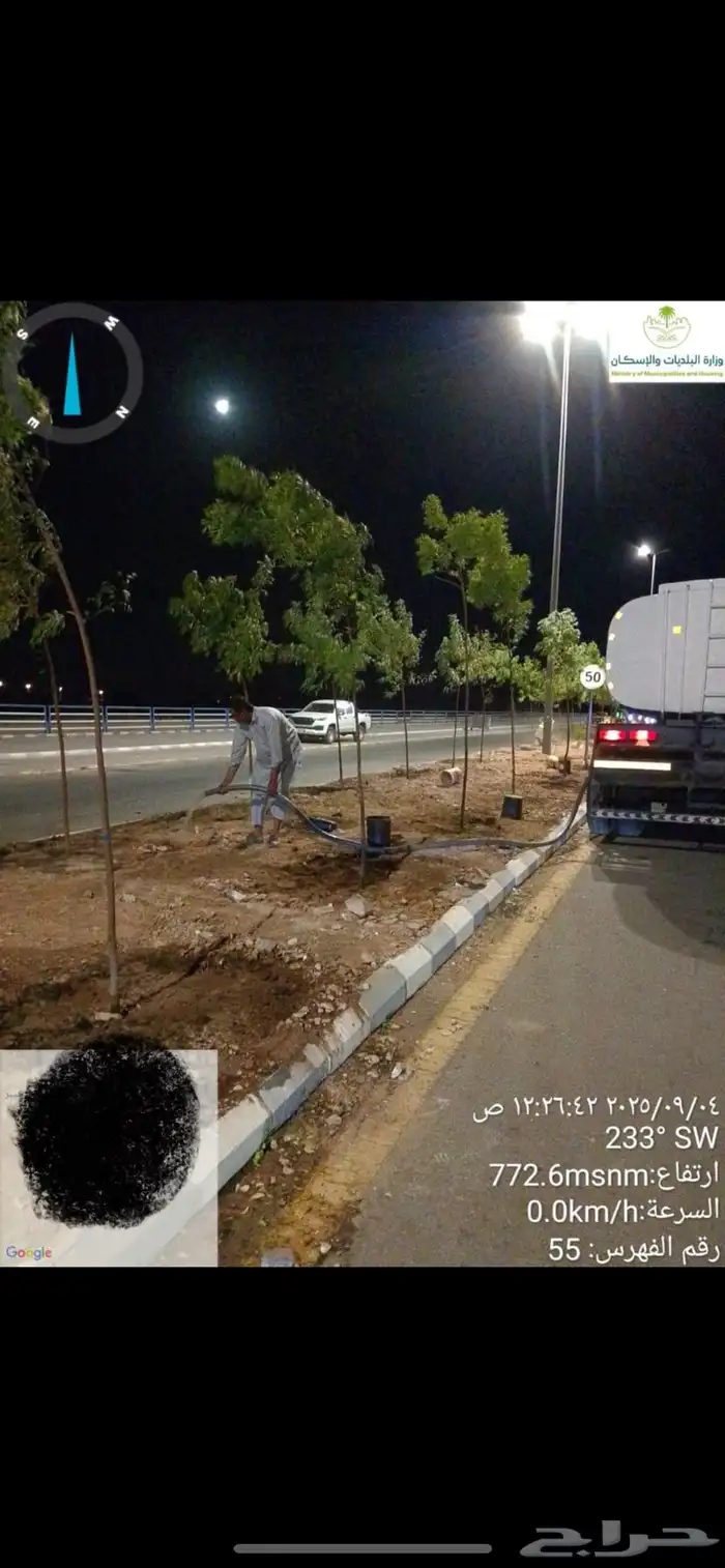 توريد جميع شتلات الظل والزينة نيم لبخ اكاسيا بونسيانا 5