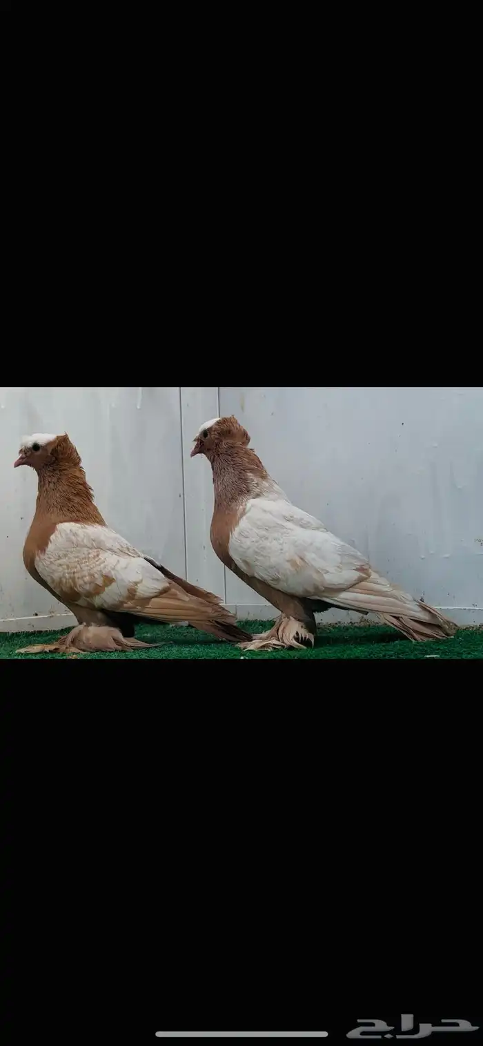 ساكسون اصفر top 0