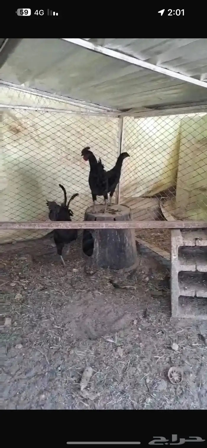 ديكين اخوان اندنوسي 0