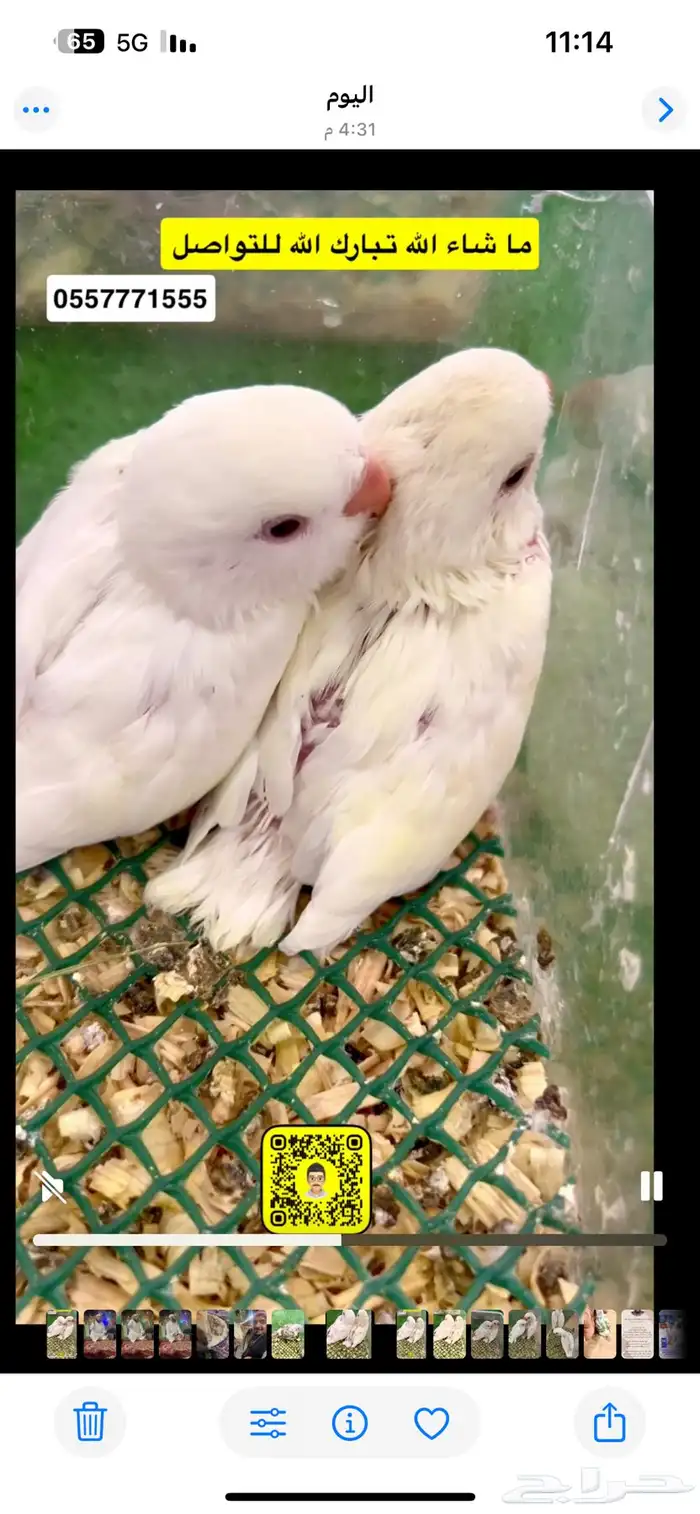 فروخ روز 1