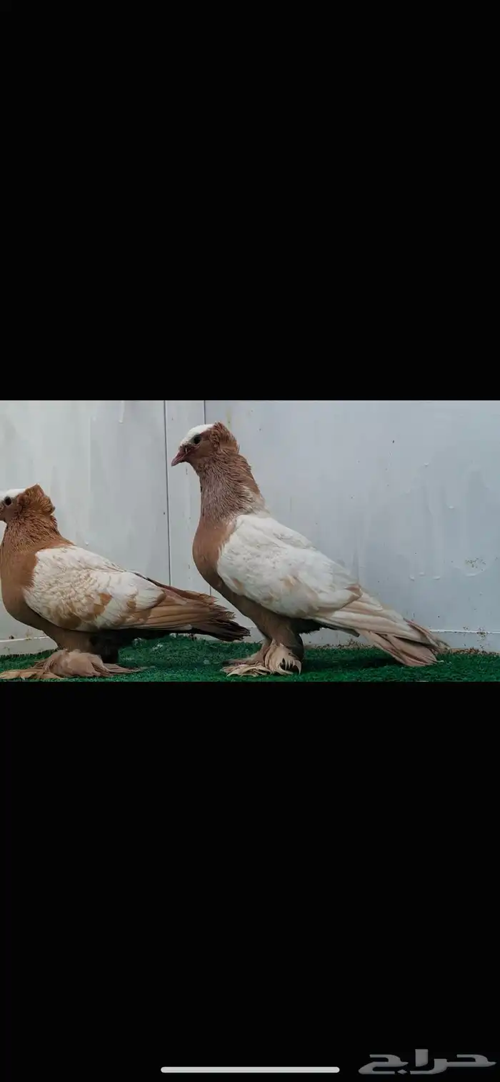ساكسون اصفر top 3