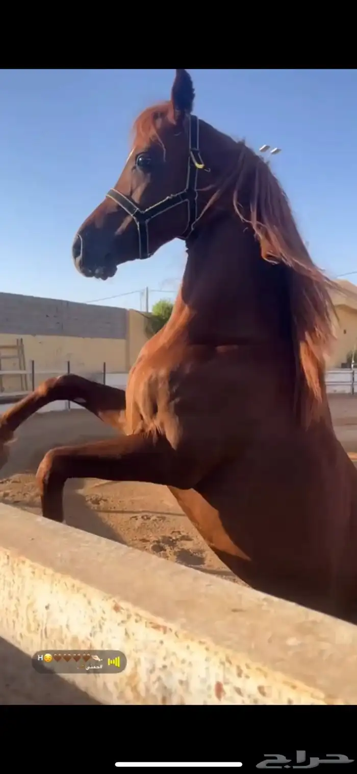 حصان عربي شعبي 1