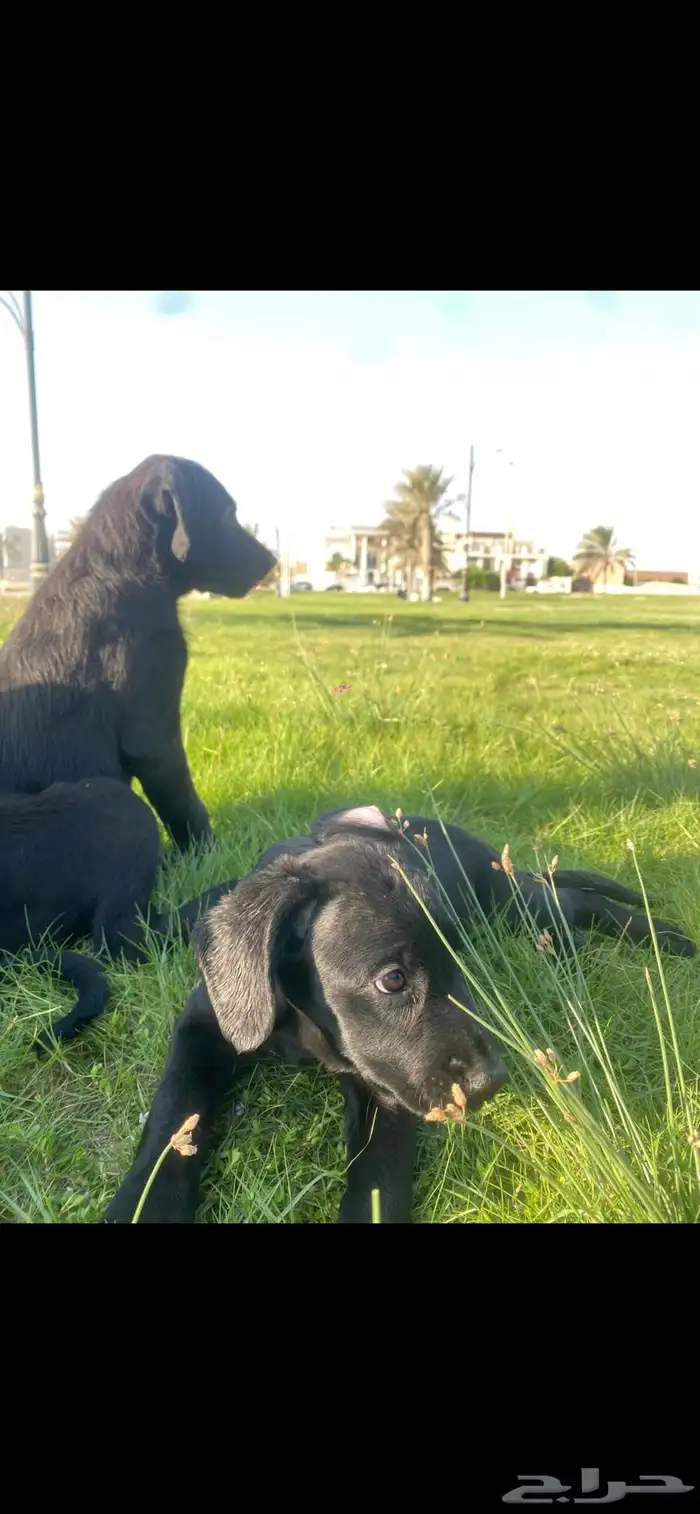 جرو مالينو اسود black malino 6