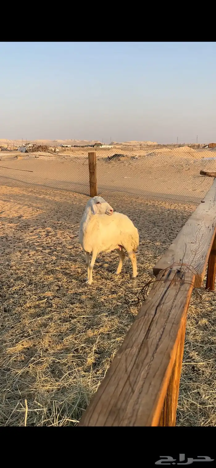 شاه حرية ثنيه توها طالعه رباعياتها 0