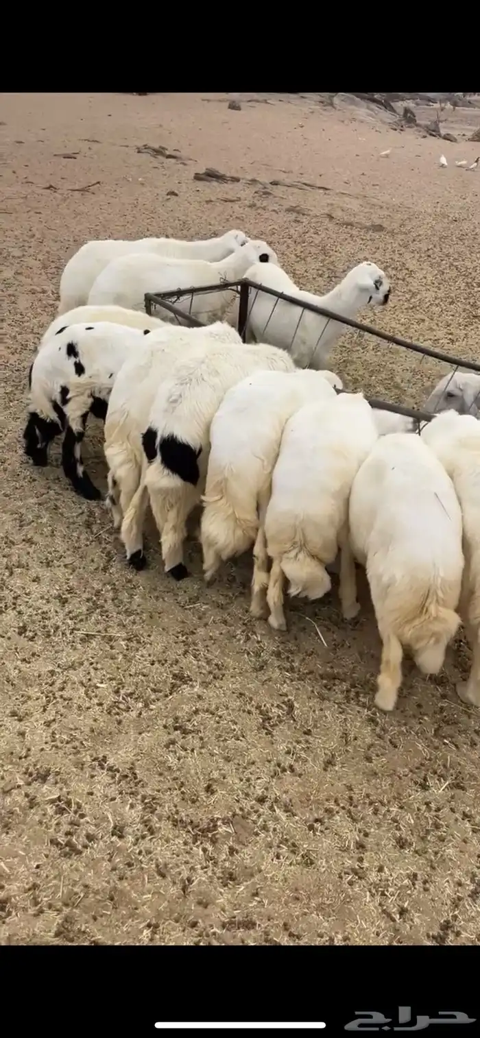 خرفان كفوا ونضيفه 2