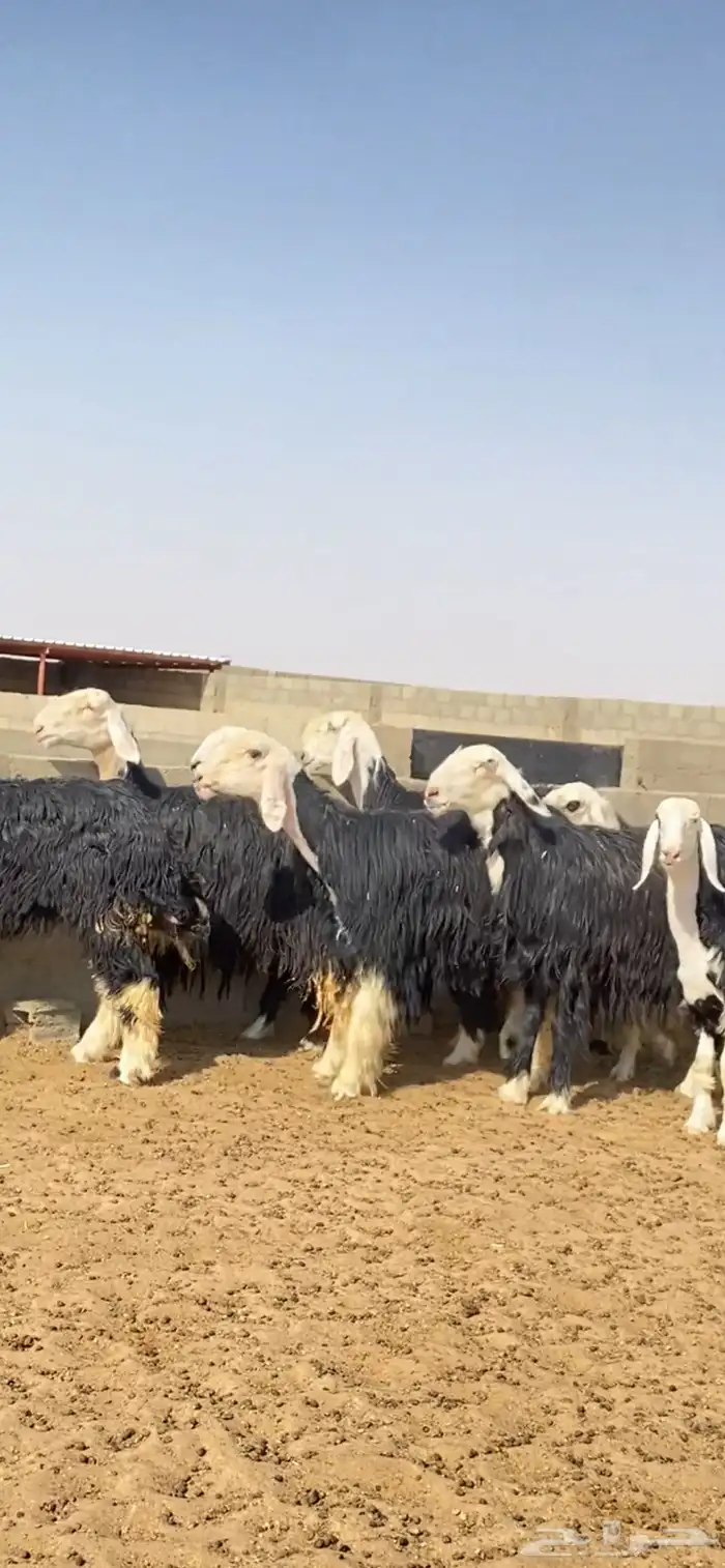 ارخال نجد صنف 2