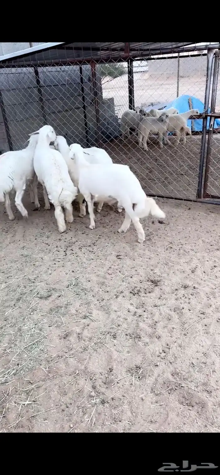 5 خروف جبر 1