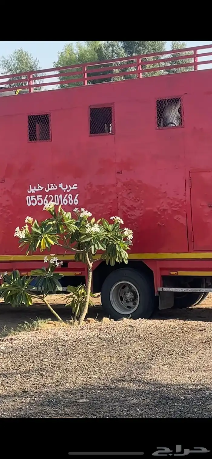 عربه نقل خيل متواجده  بجدة 0