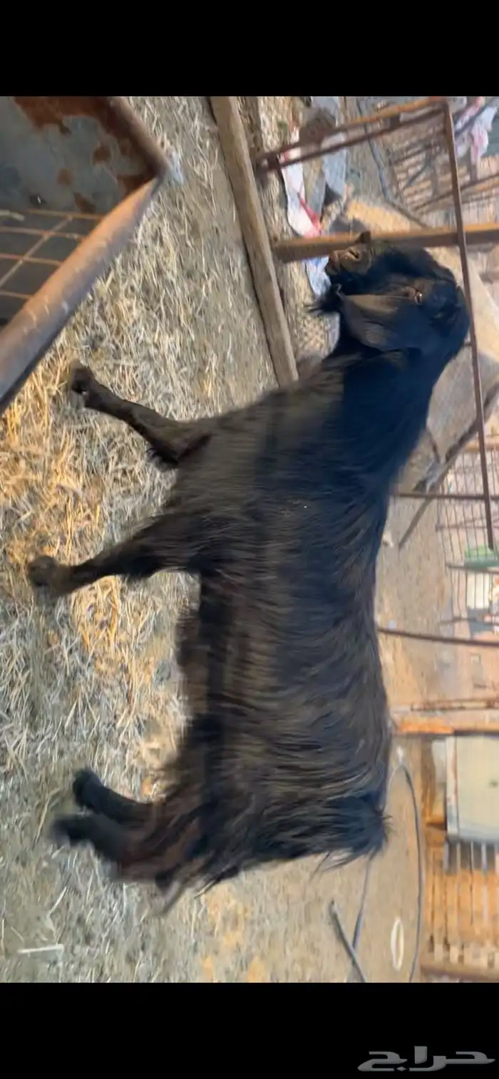 تيس مصري صنف (تم البيع) 1