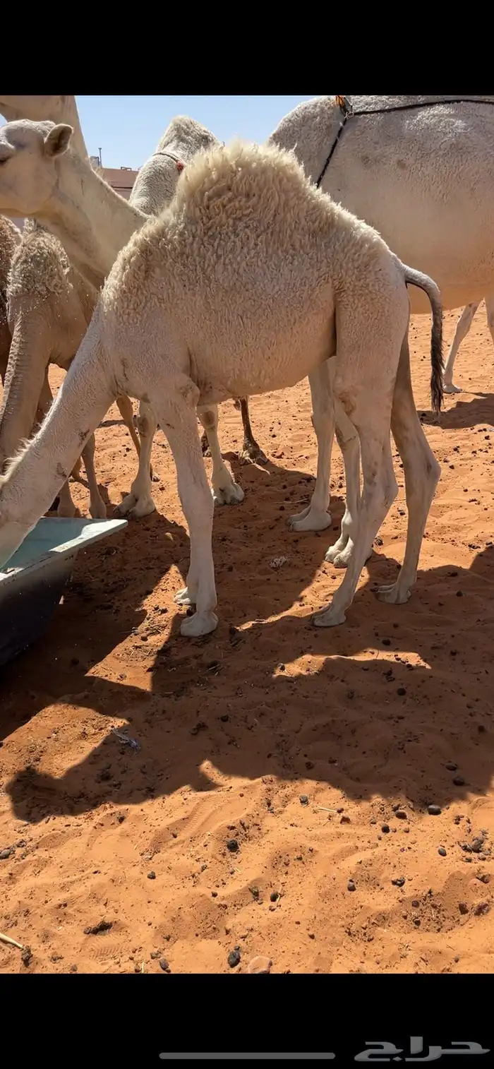 قعود طيب شحم 0