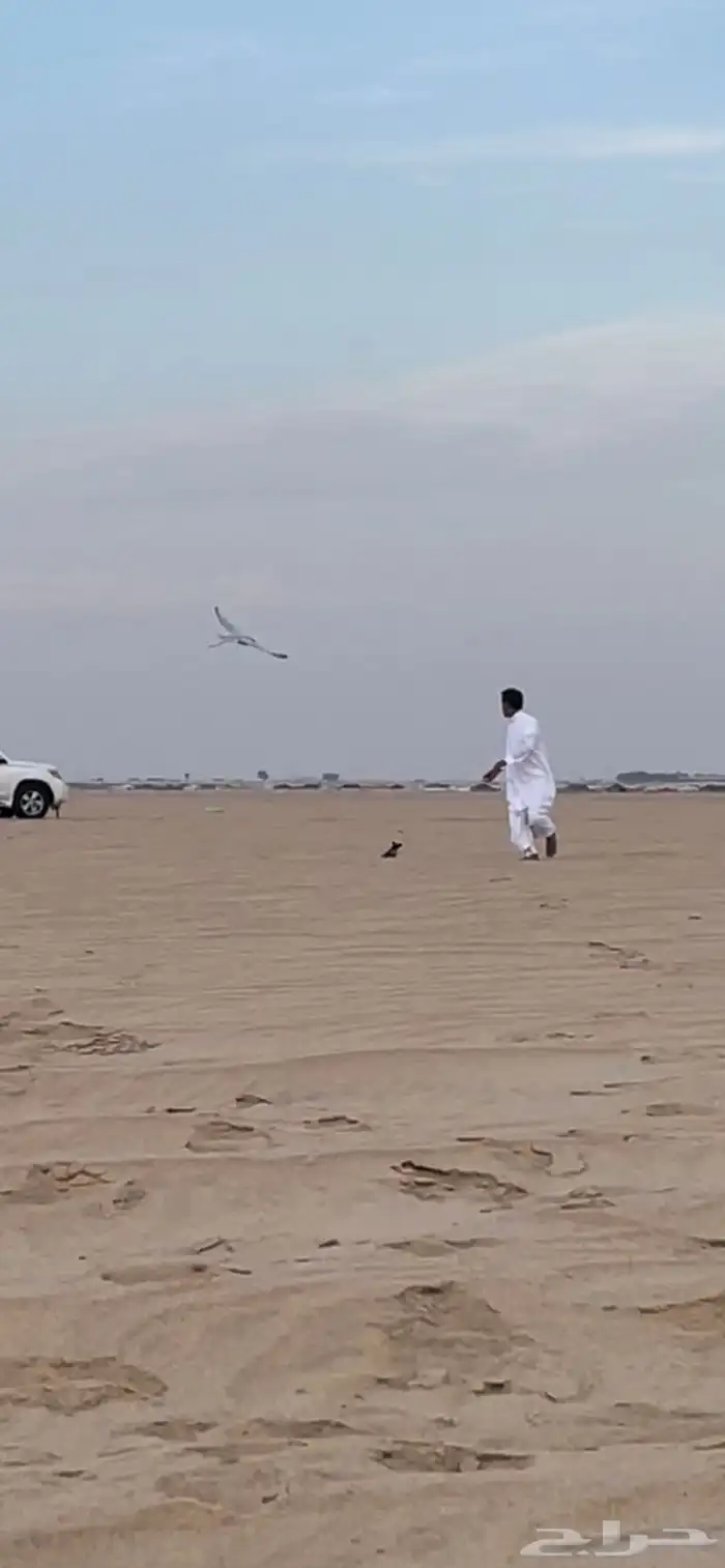 تعليم صقور على الدس و الوكر تفريخ وحش 2