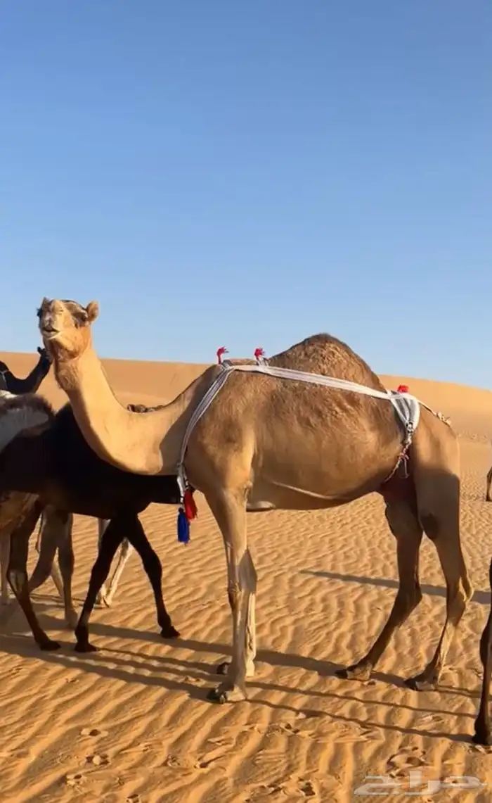 للبيع ناقه مهجنه 2