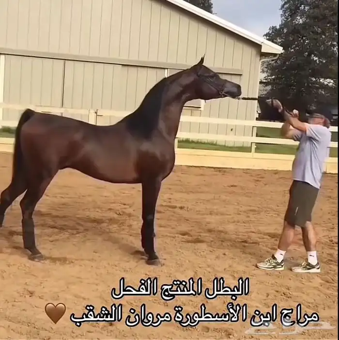 حصان عربي بدون أوراق 5