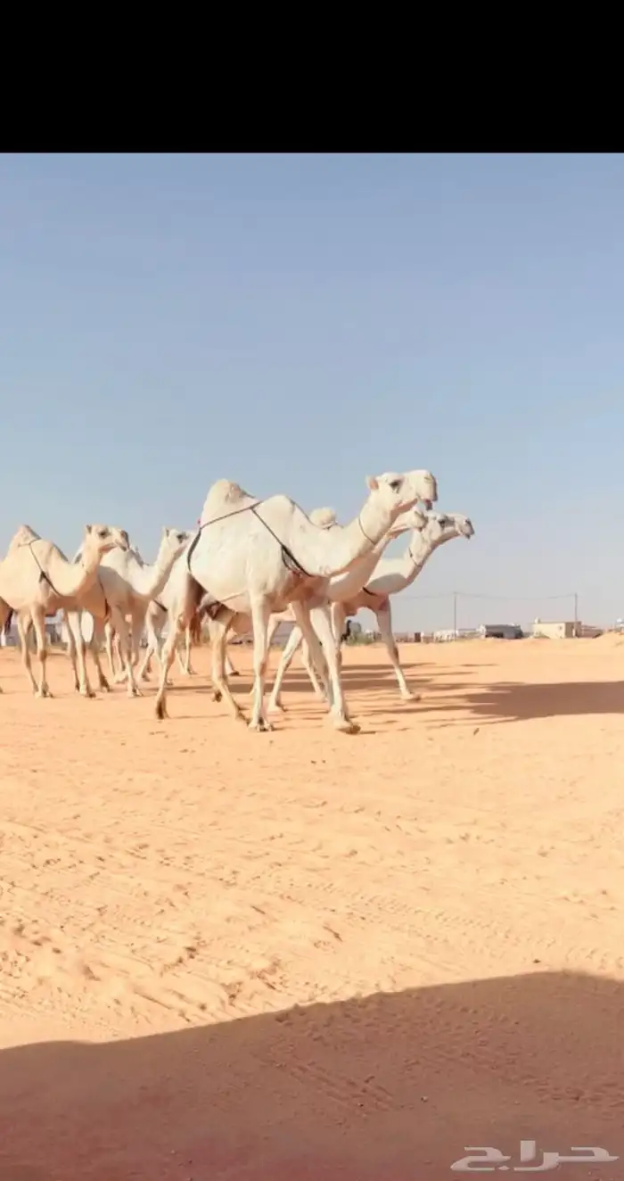 نياق الكفوو 0