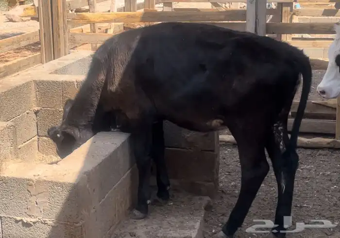 عجله هولنديه 7 شهور للبيع 2