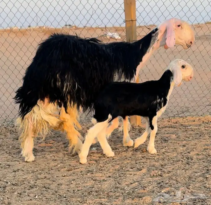 نجديه جذعه خصم تحتها طلي مشروع فحل 0