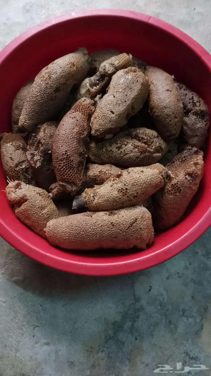 عسل بري حر جديد 0